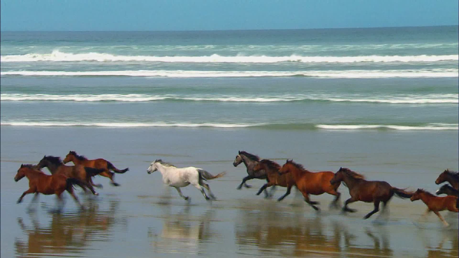 Год лошадь видео. Табун лошадей. Лошадь бежит. Стая лошадей. Табун лошадей в море.
